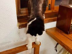 -猫爷的腔调·黔小馆(交大医学住宅区店)