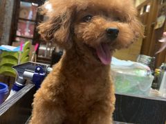 -more than meow吴止猫主题餐厅(承德 中船汇店)