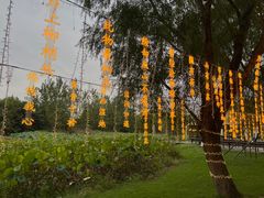 -泗洪洪泽湖湿地景区