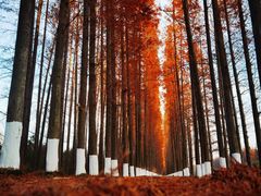 -黄海国家森林公园