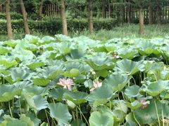 -东平国家森林公园