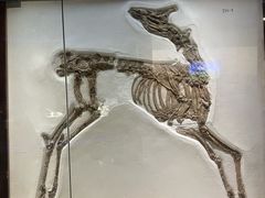 -安徽省地质博物馆