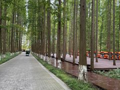 -黄海国家森林公园