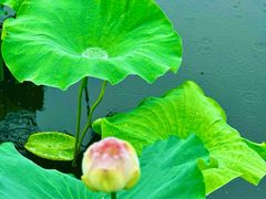 -荷塘月色湿地公园·向阳花洲