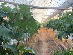 -马陆小张葡萄园农家乐