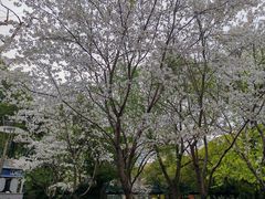 -美罗城