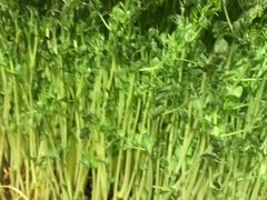 -小龙坎老火锅(华飞店)