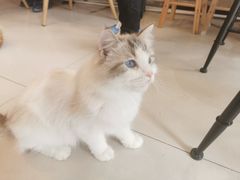 -平行世界·猫咖(首经贸店)