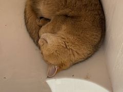 -COLOR PETS 撸猫馆·购猫·猫咖(长风大悦城店)