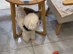 -柴犬小屋·柴餐厅·狗咖食堂(金鼎广场店)