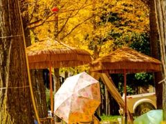 -洛阳白云山景区