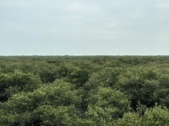 -北海金海湾红树林生态旅游区