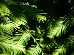 -国家植物园南园