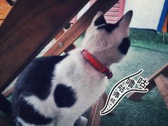 -Sirena海妖日咖夜酒