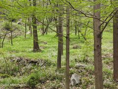 -秦岭终南山世界地质公园翠华山景区