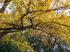 银杏树-四川大学(华西校区)