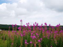 -乌兰布统景区-白桦林