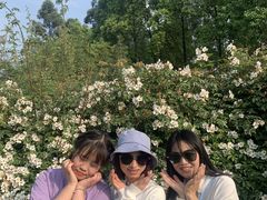 -都江堰玫瑰花溪谷