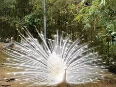 -泉州海丝野生动物世界