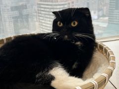 -共舞时光猫咖·狗咖(新街口店)