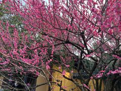 -慧因高丽寺