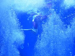-石家庄极地海洋世界