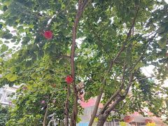 -育星南雅苑幼儿园