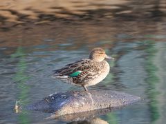 -西湖风景区-江洋畈生态公园