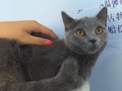 -喵的天空名猫咖啡馆·撸猫·猫舍·用品