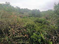 -大亚湾红树林城市湿地公园
