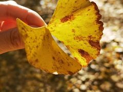 -天津东丽湖风景区