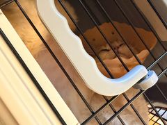 -伟伟宠物医院·CT影像中心·瑞派犬猫综合性门诊(汉口总院)