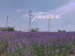 -菊园百果园