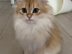 -爱洗澡的猫(天河路店)
