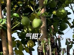 -曼丢傣家古寨