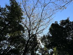 -黄埔荔枝公园