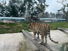 -西霞口神雕山野生动物世界