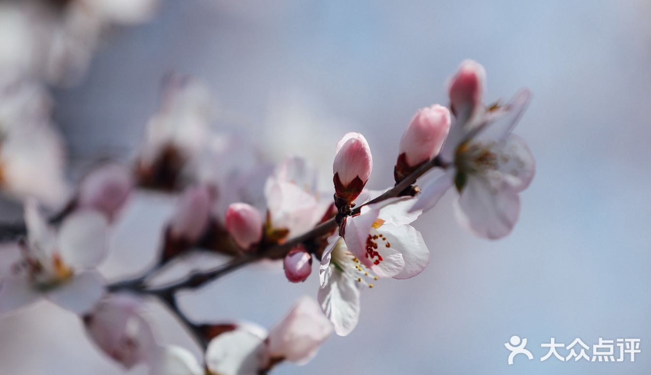 春季桃花拍照教程