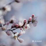 春季桃花拍照教程