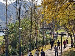 -千年银杏谷文化旅游区