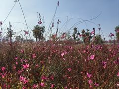 -汉长安城未央宫国家考古遗址公园
