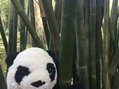 -大屏嶂森林公园