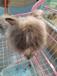 -Moni星球萌宠·小马宝莉·灵蛇·高端高阶全萌宠互动体验俱乐部(红豆国际广场店)