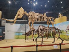 -国家自然博物馆