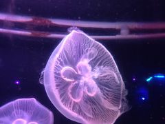 -锦艺城海洋馆