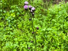 -江西阳明山国家森林公园