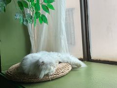 -猫猫幼稚园·撸猫·桌游·电玩