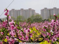 -南汇桃花村