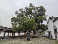 -东梓关景区村庄