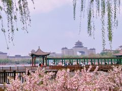 -莲花池公园